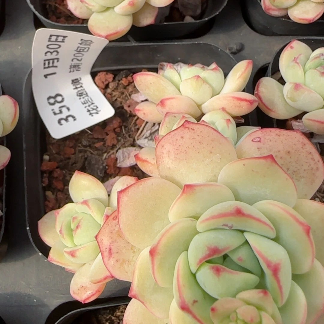 花语逸镜0130-358