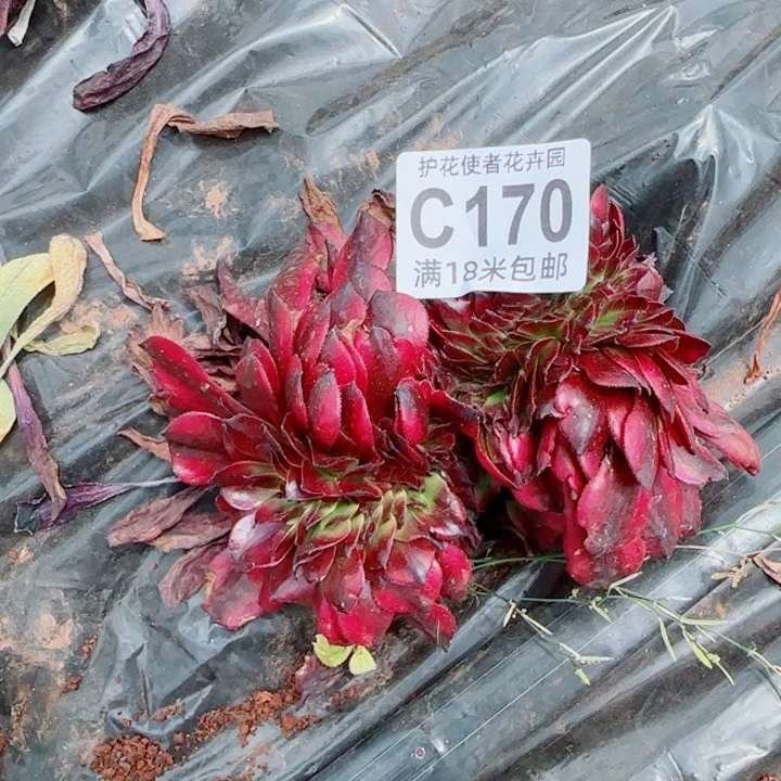 多肉 美即缀化多肉法师植物