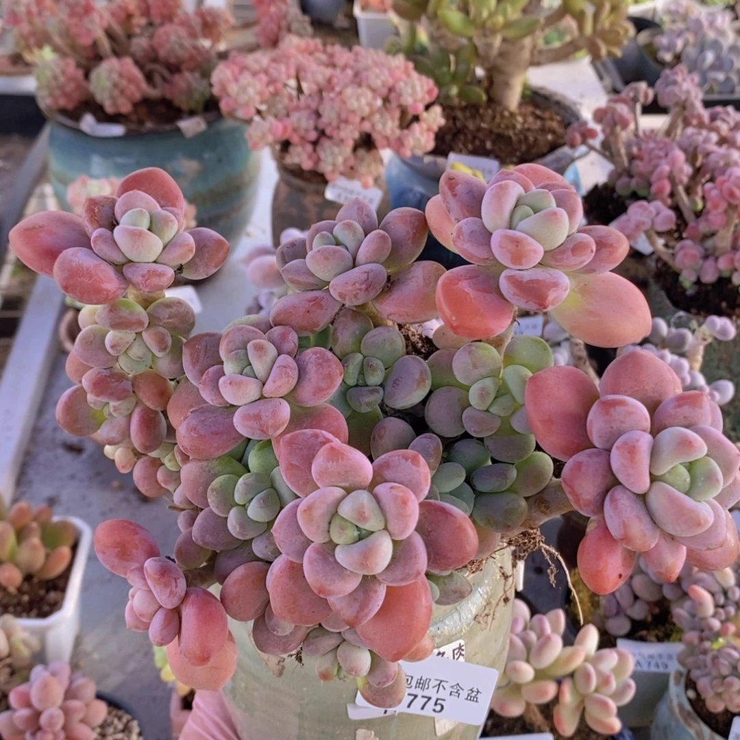 樱花洛神19cm775多肉植物