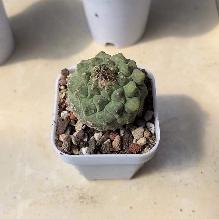 无花朵实生菊水一物一拍