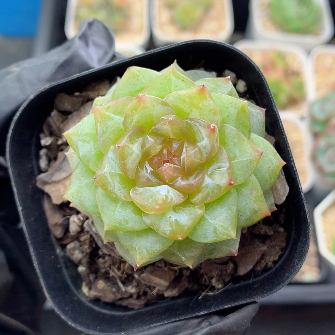 58包邮  群生不包整糖心78