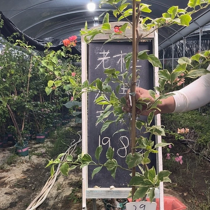 无花朵三角梅三角梅29