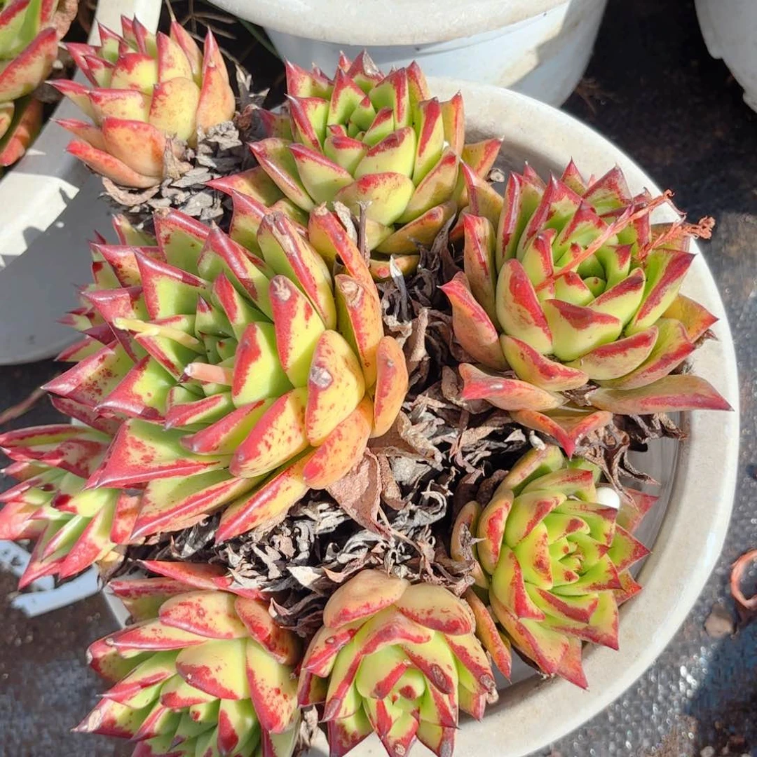 口红。        9.9