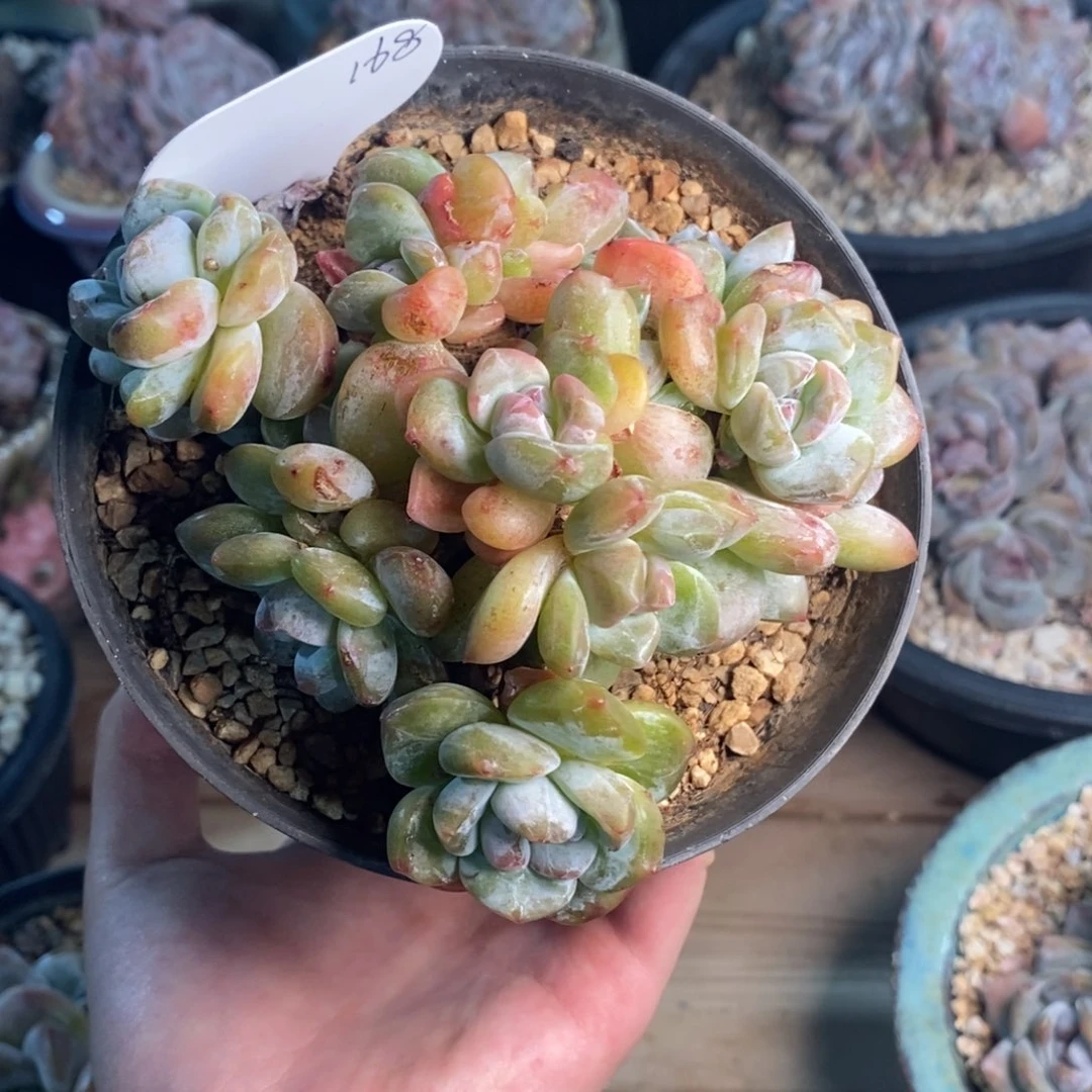 陈*哈哈哈哈哈哈哈哈哈哈哈