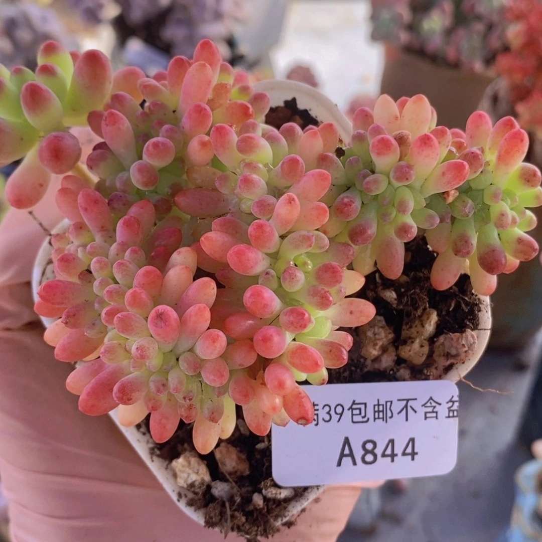 乙女心缀8cm844多肉植物