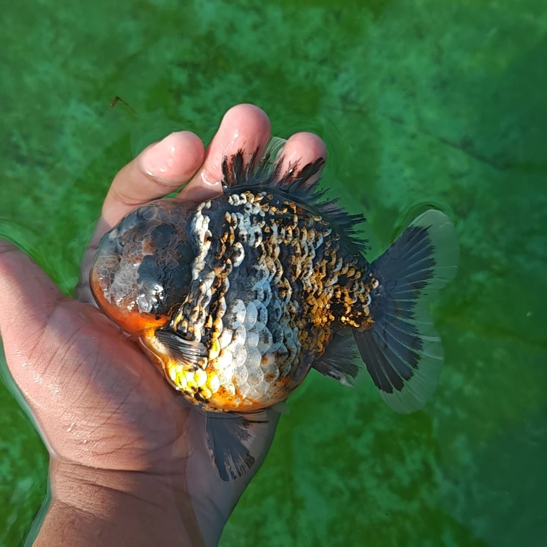 黑麒麟泰狮金鱼将军