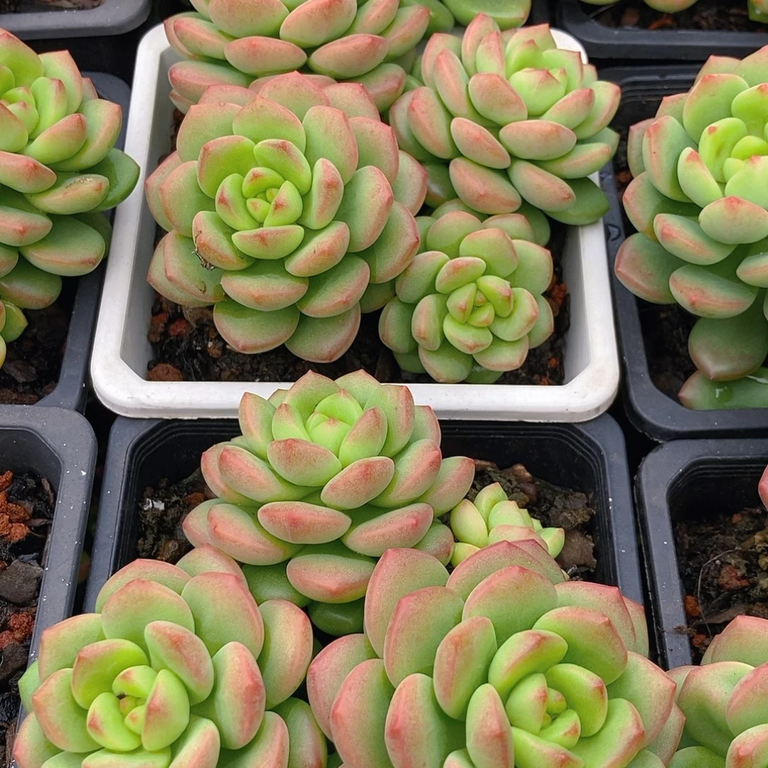 阳光玫瑰随机多头嫩桩新品