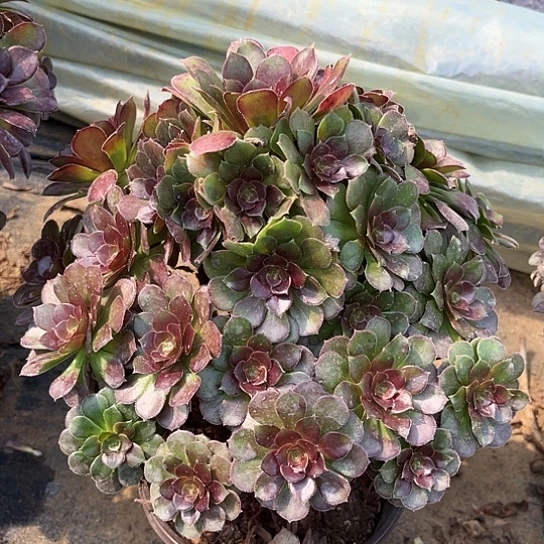 多肉植物荷兰玫瑰35