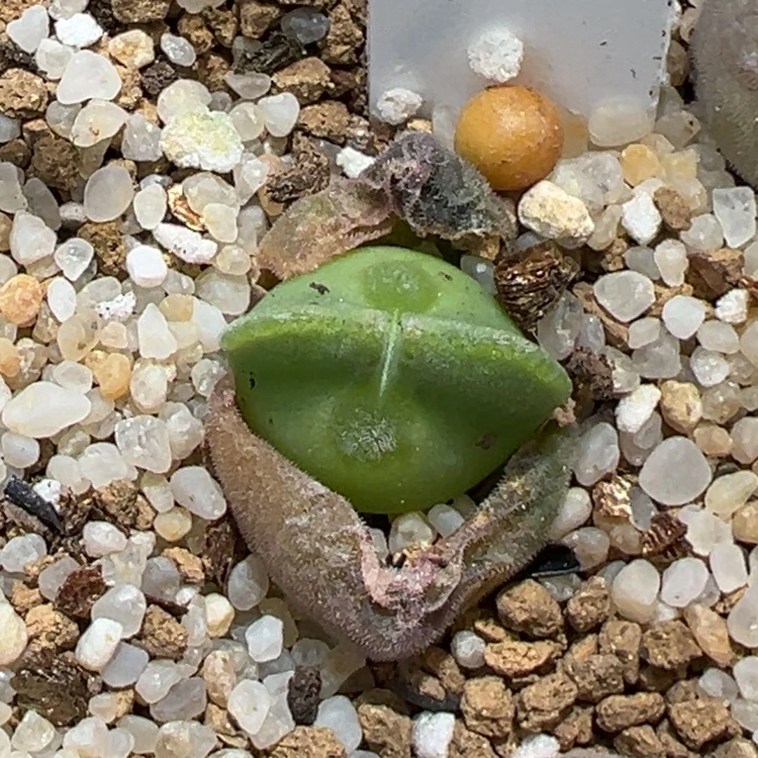 H**a162。青蛙种源大眼睛