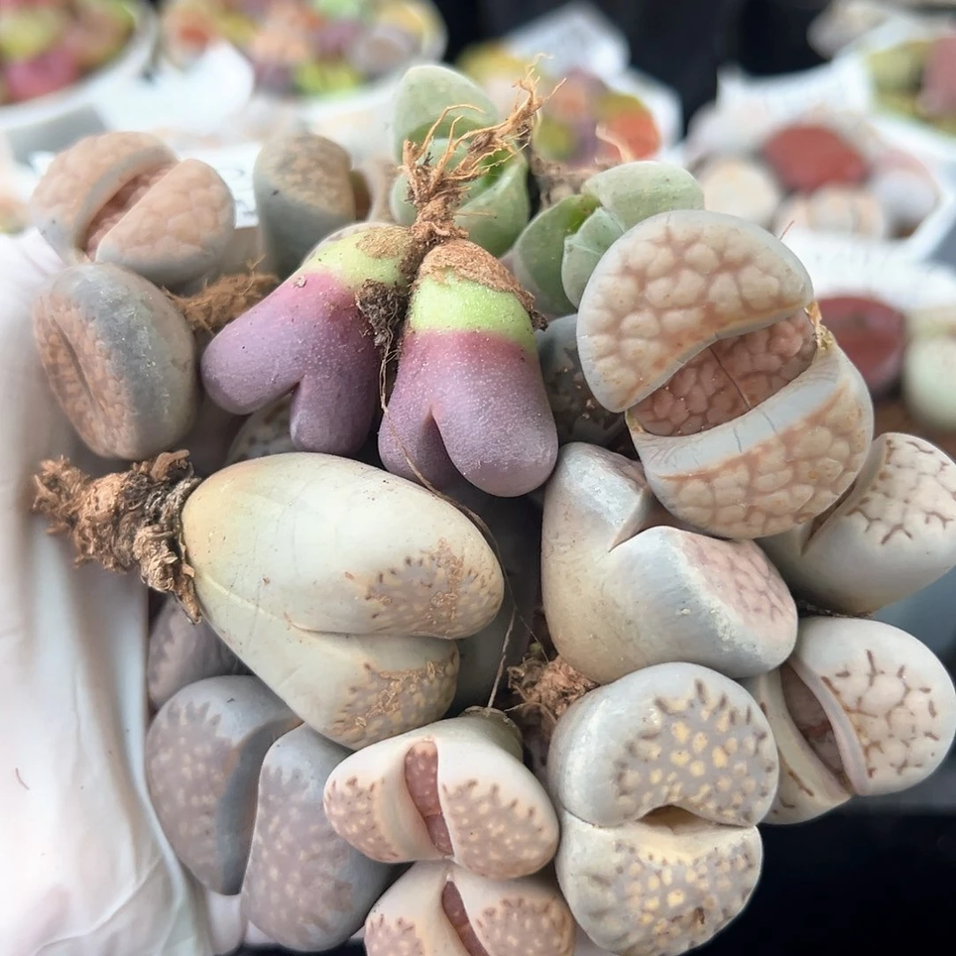 0503共17颗打包处理了