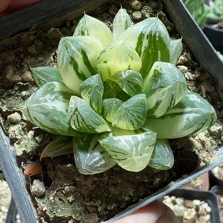 397苏州玉露锦脱土发货