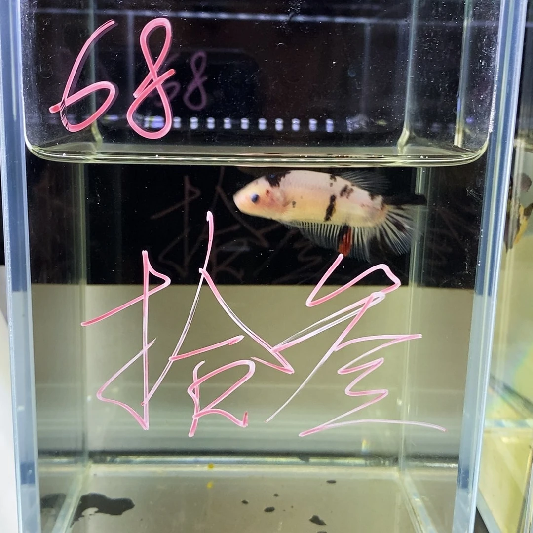 拾***色海水鱼a818181818181