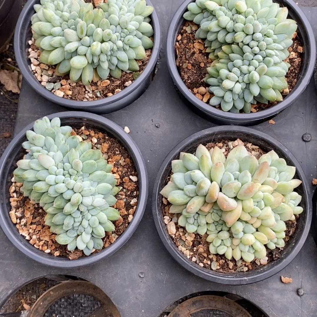 奶糖缀化非偏远38包邮