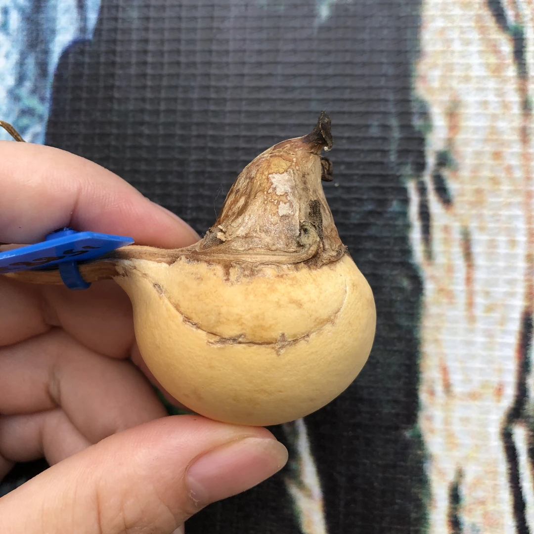 元宝腰子，带筋，手把小腰子