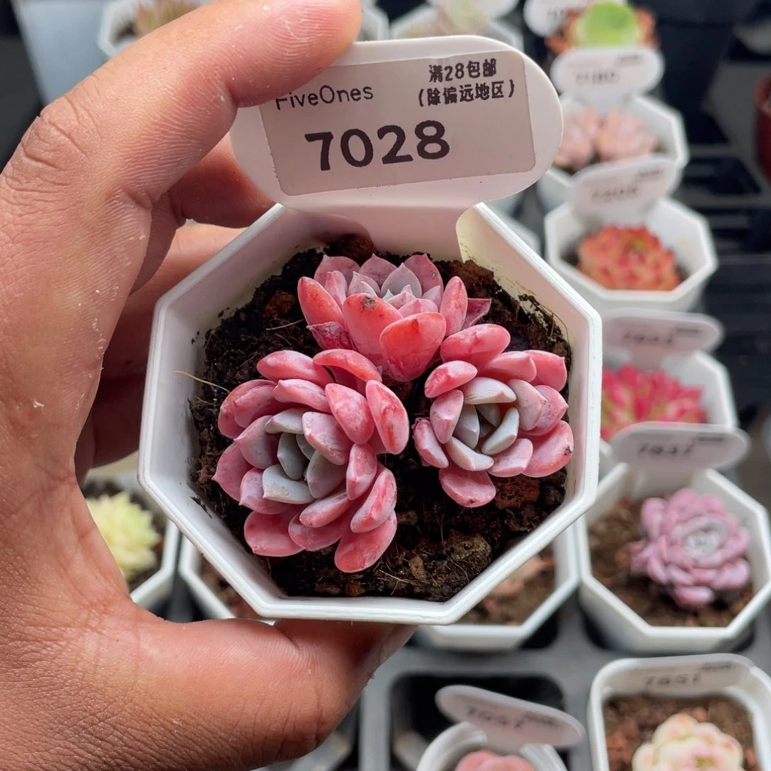 7028拉皮5.0厘米