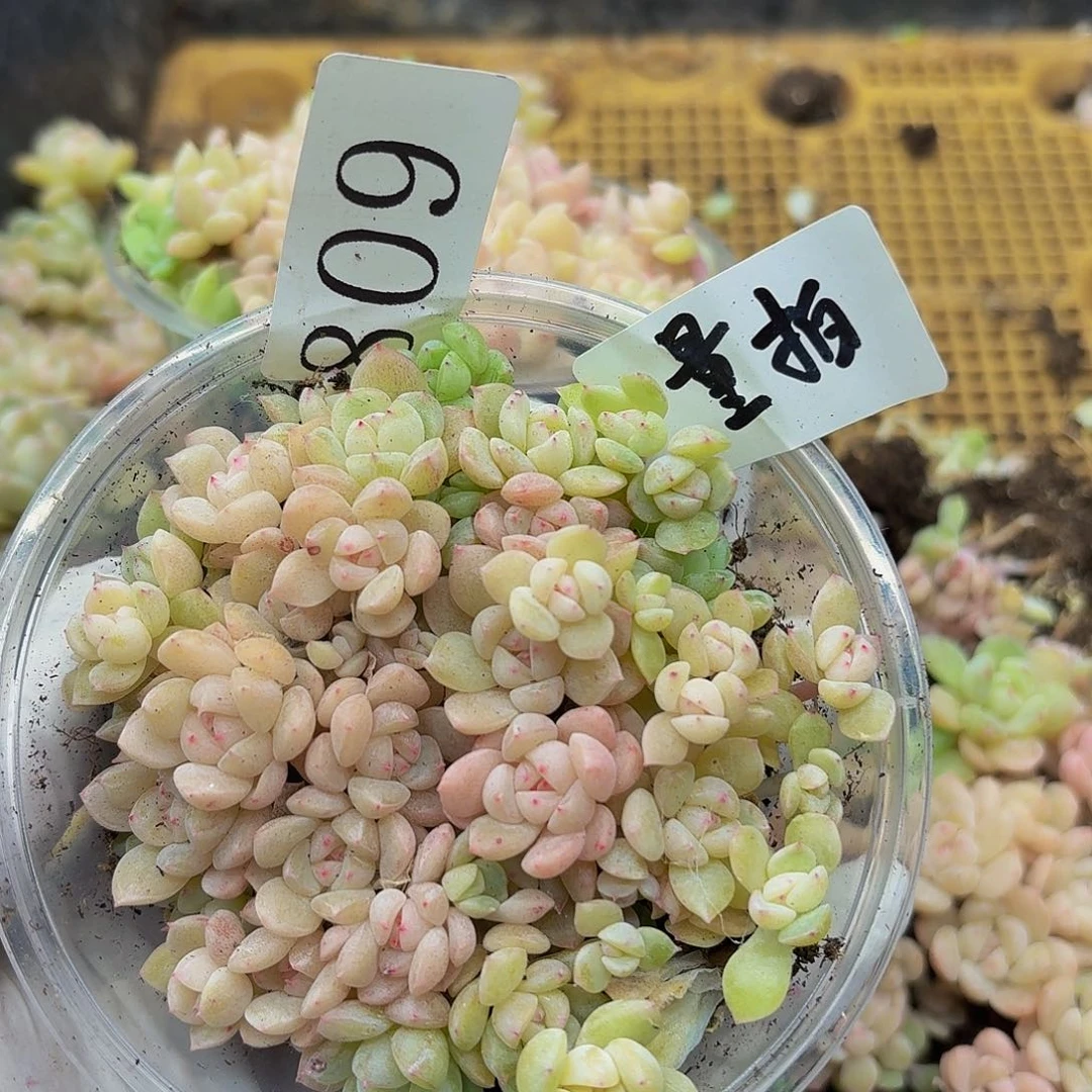 多肉植物多肉植物809