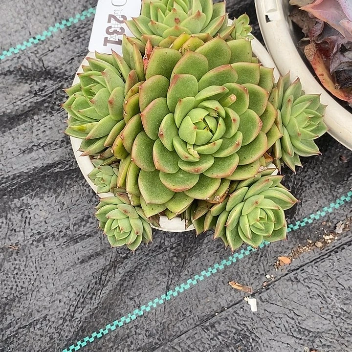 樱***落231绿水鬼多肉植物多肉