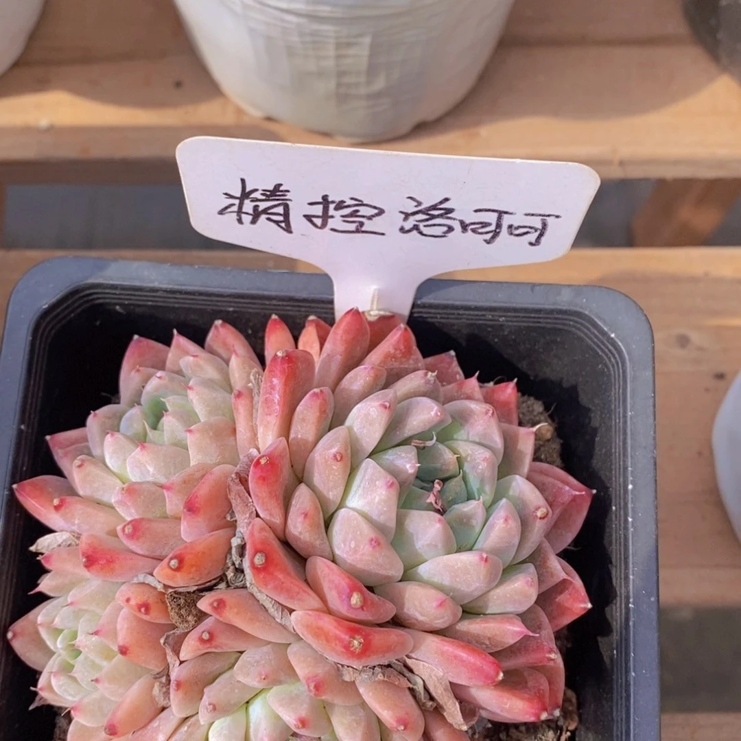 开心多肉，一物一拍，3单包邮