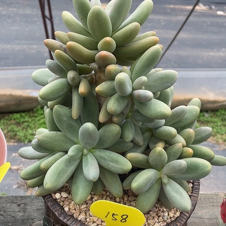 糖果美人多肉植物