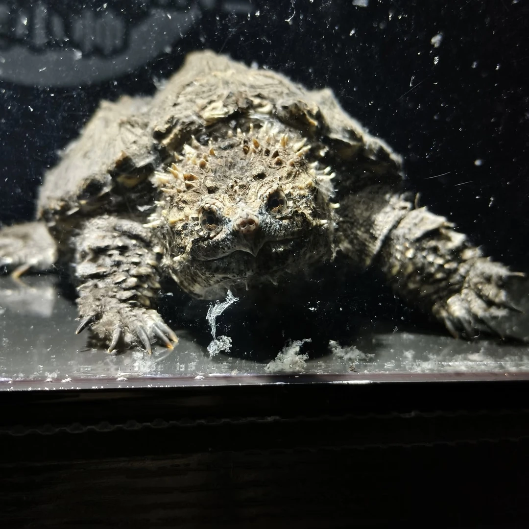 佛鳄宠物龟4-10不分公母