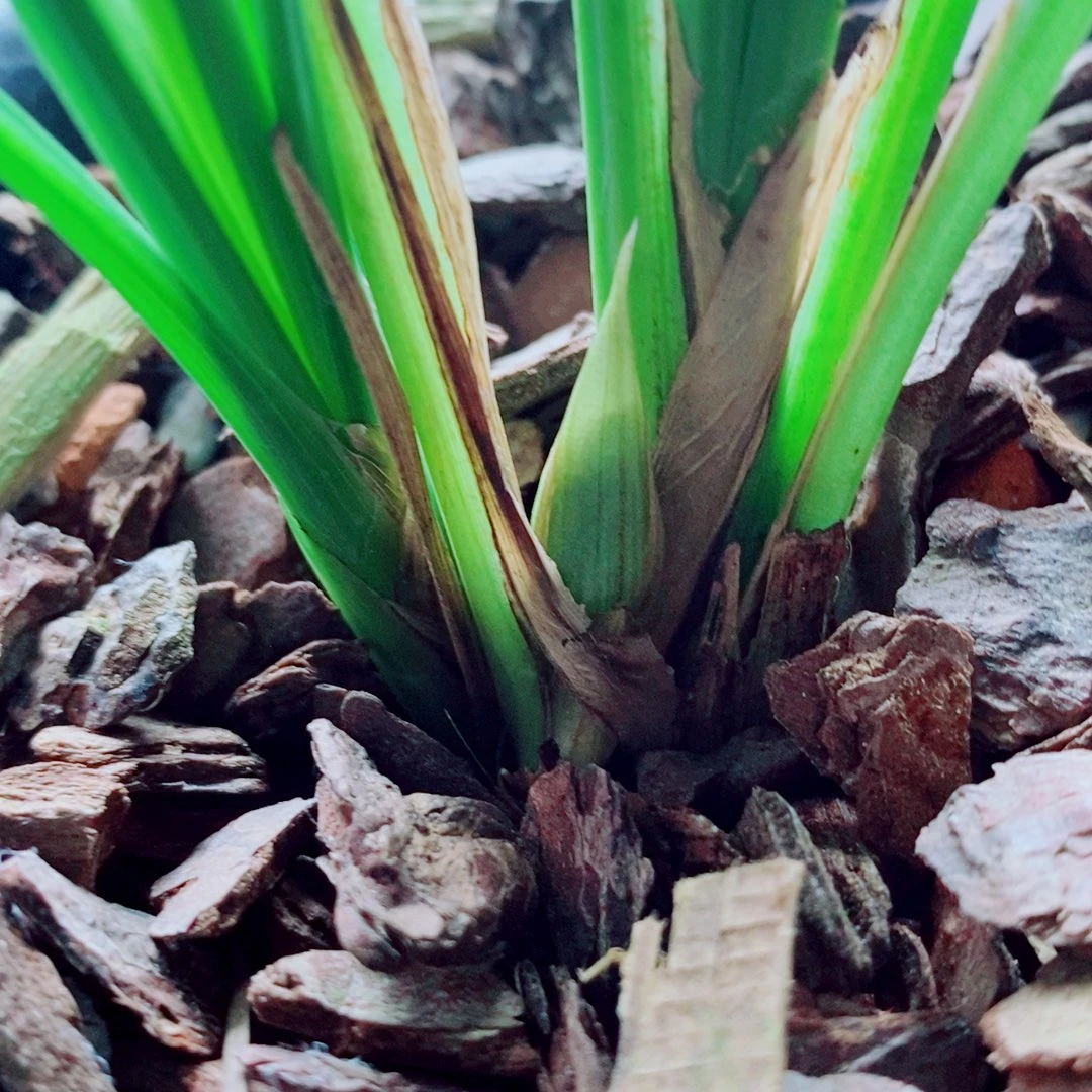 当前无花栽培后可以开花