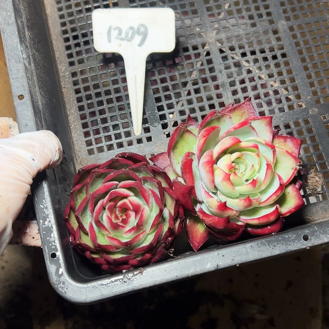 惊鸿仙子两颗1209号