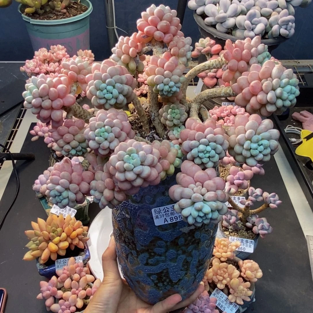 895鱼子酱多肉20c m