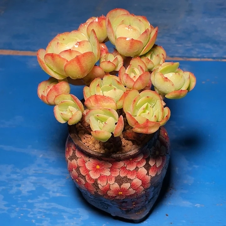 兰***沁多肉植物发货碧桃