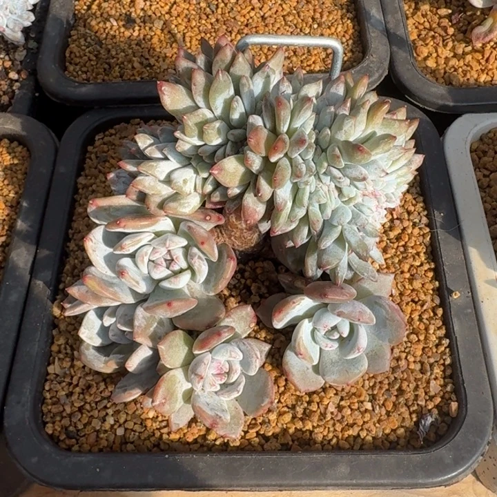 多肉植物星影树缀
