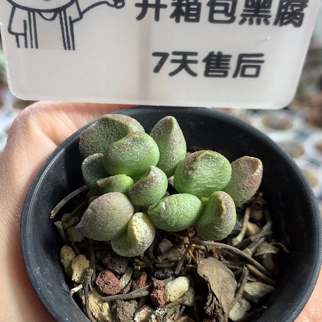 D003 优选种播实生