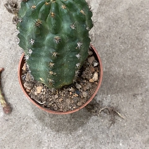 极光丽花，24678999