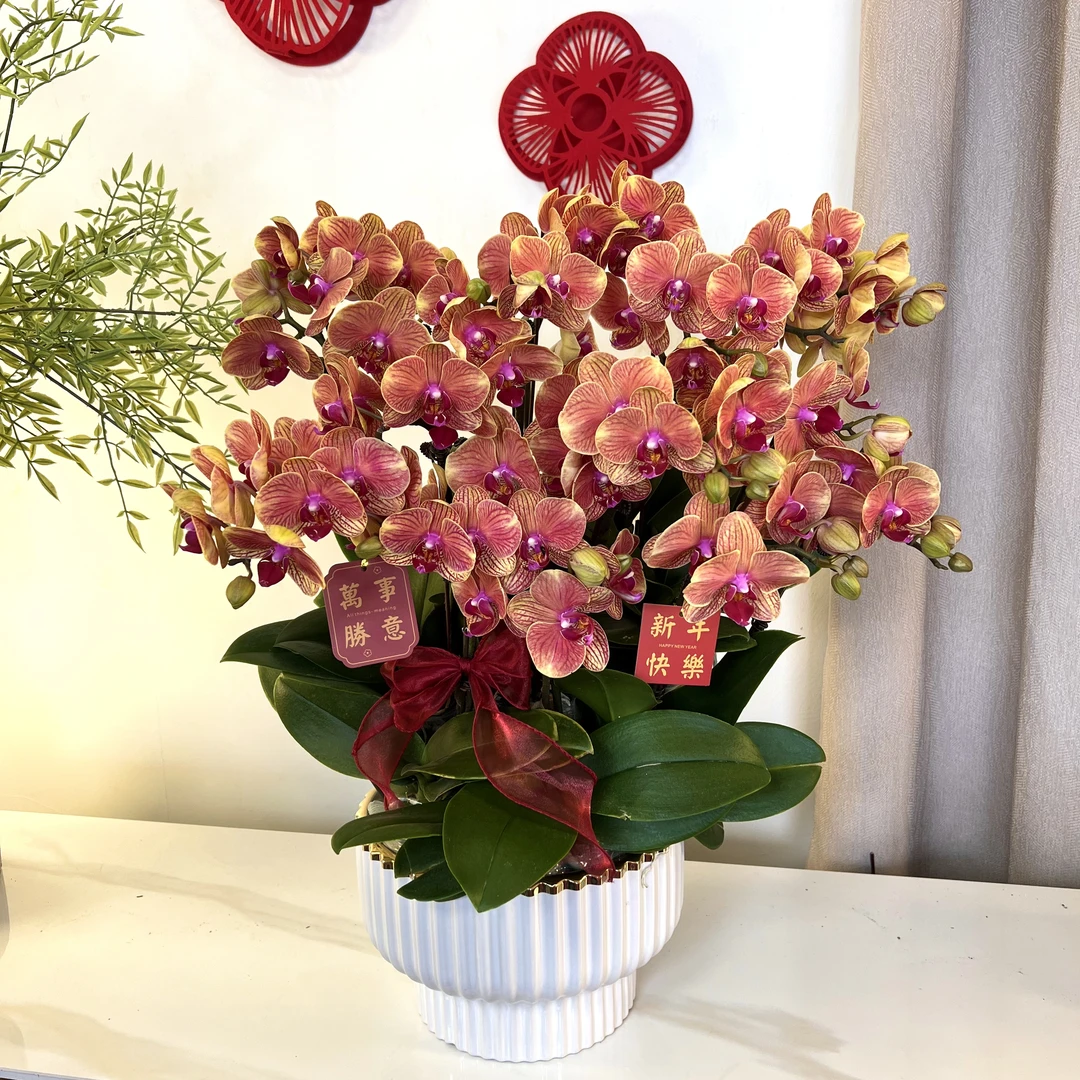 【吉利-蝴蝶兰】 轻奢 中式 禅意 绿植盆栽 年宵花