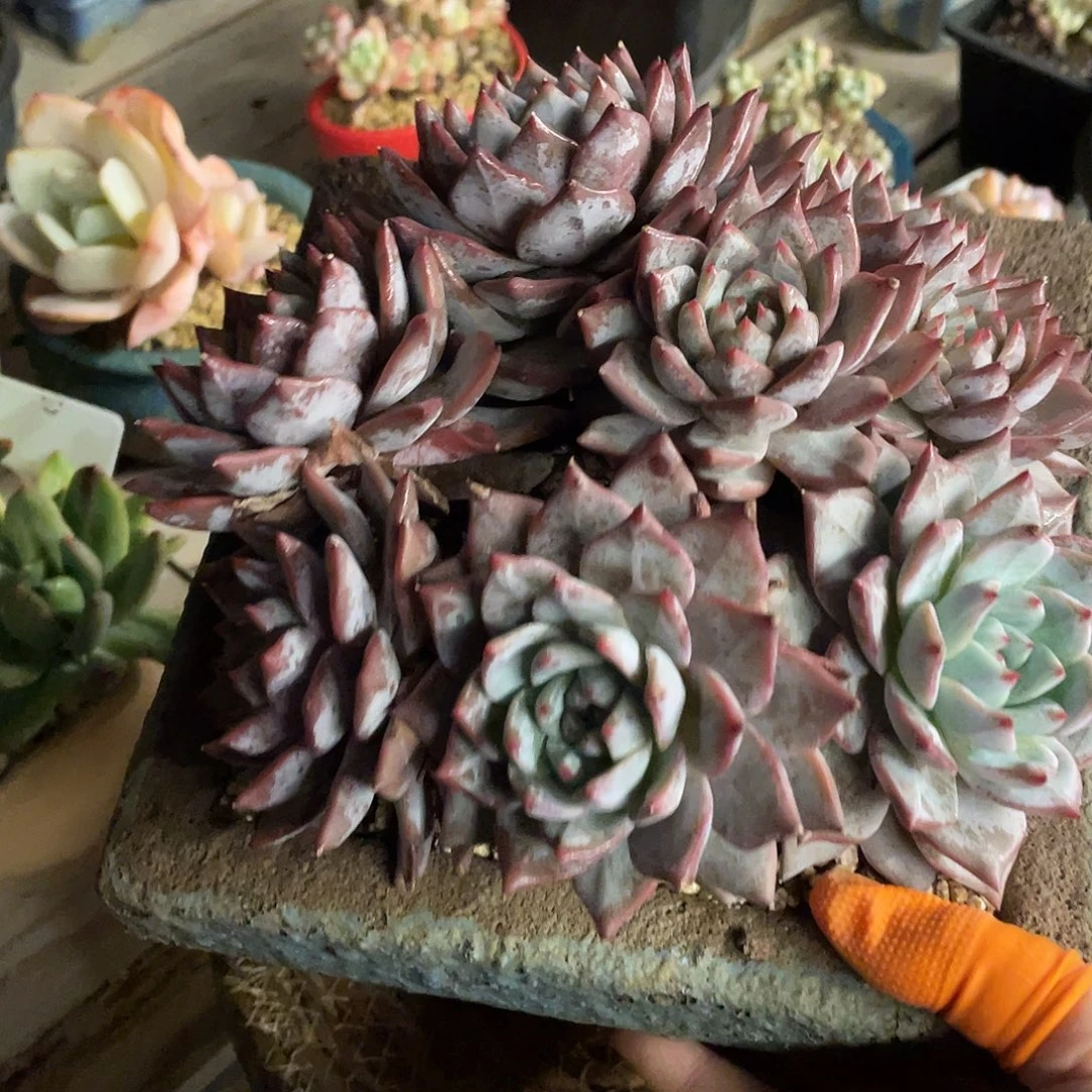 默***粉蓝鸟一物一拍28包邮非偏远