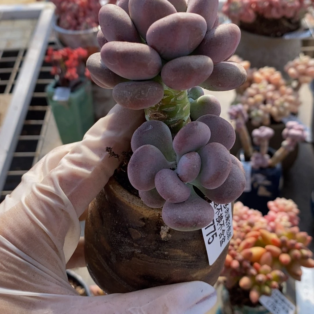 对****ɞ月美人775/6cm多肉