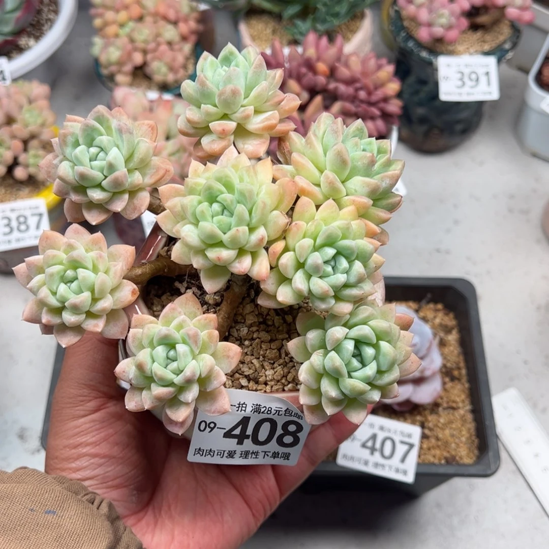 奶油美人多肉多肉多肉