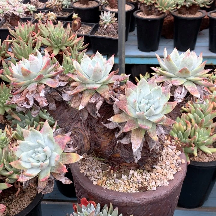 塞丽娜，多肉植物