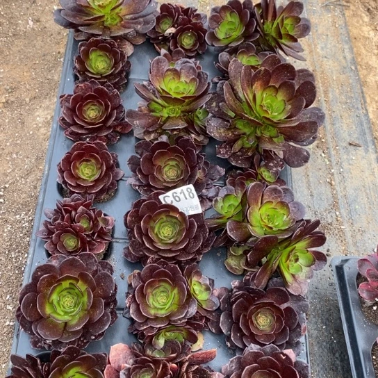 618苗21棵多肉植物