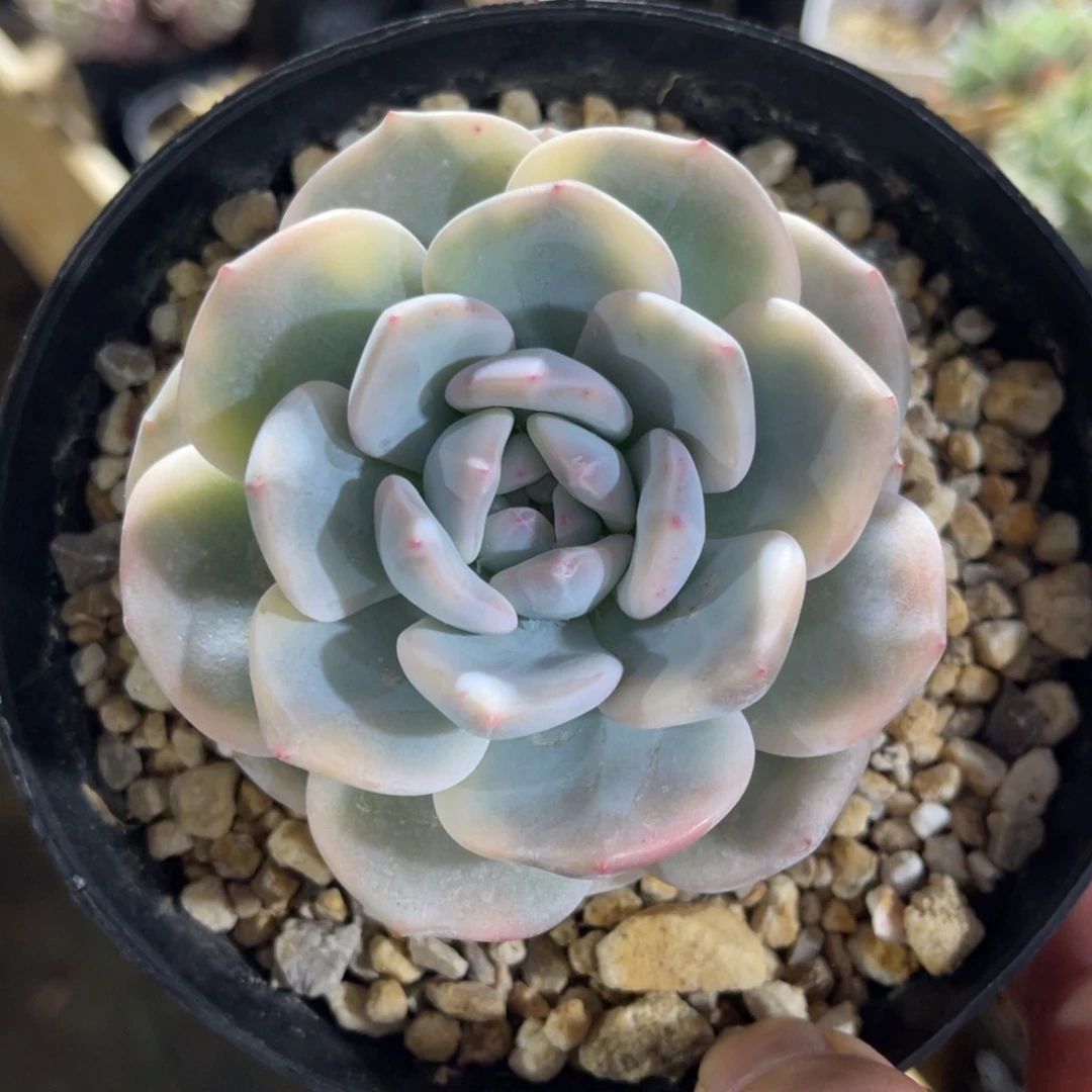 星影锦 一物一拍不支持退换