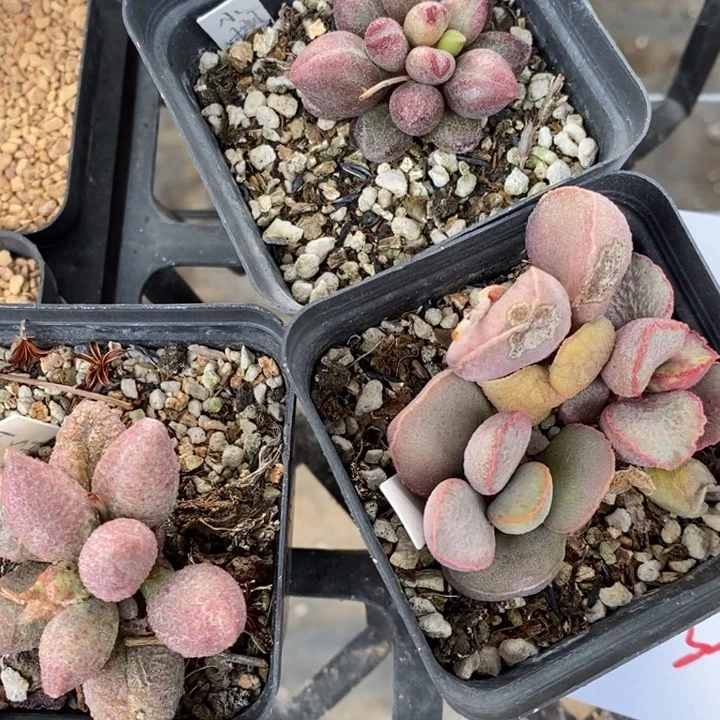 11106三颗一组一组