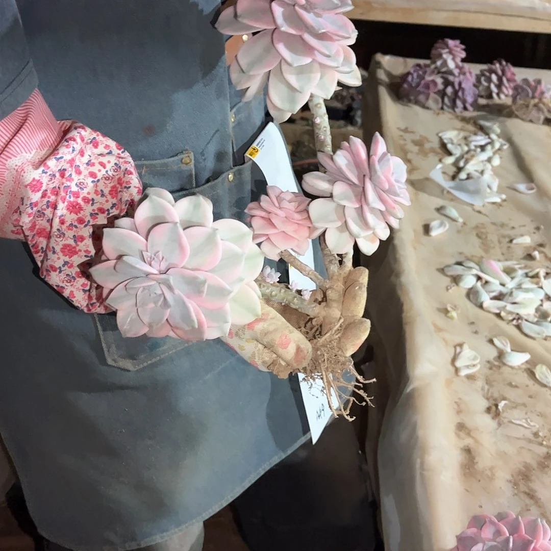 刀*多肉植物紫乐景A49