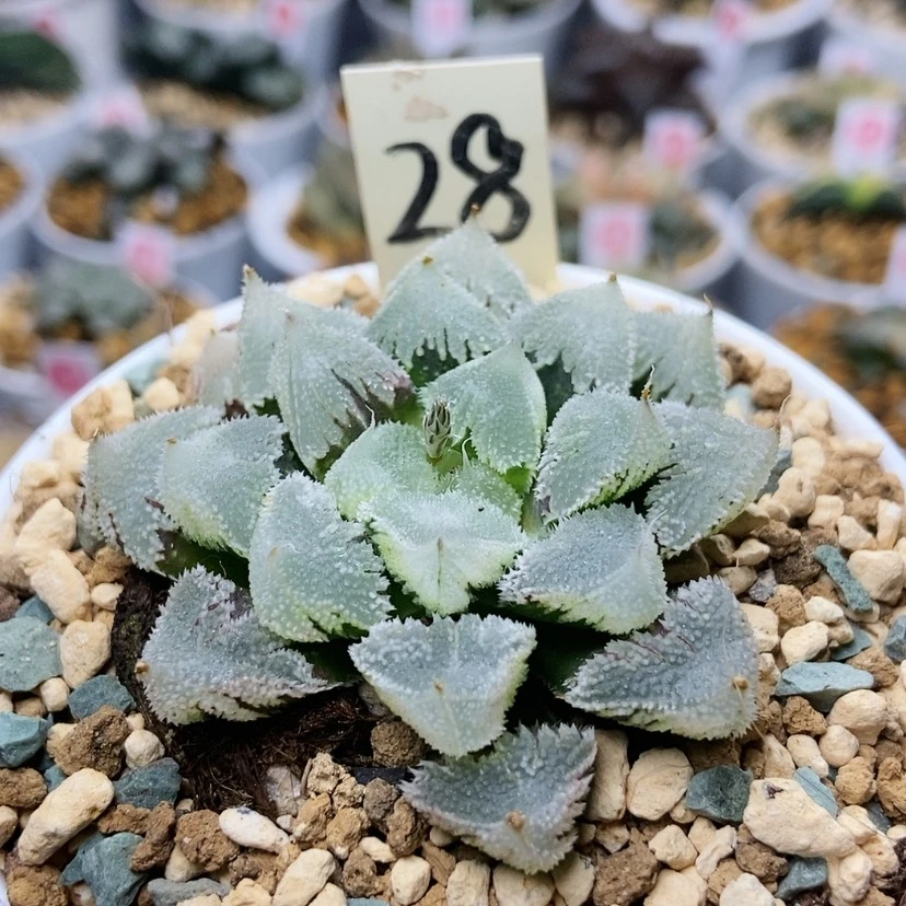 【闪购商品】S****?28全窗白帝城