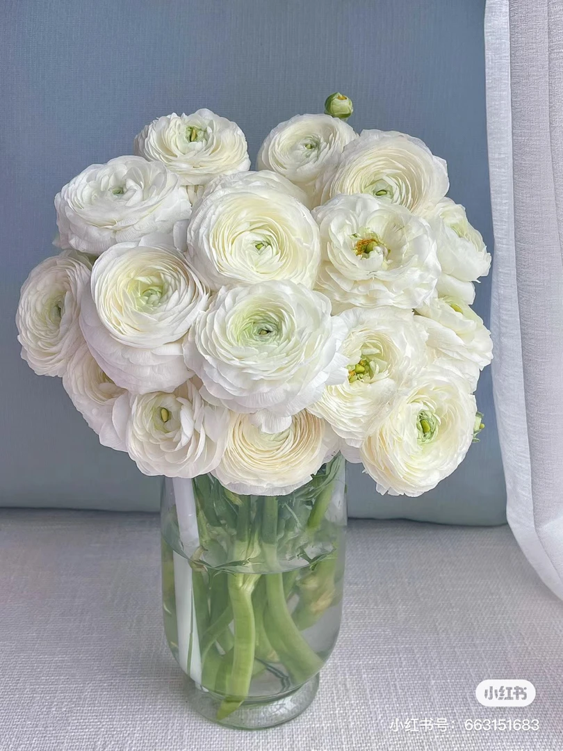 白色系洋牡丹好看