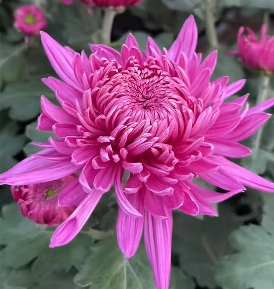 【花苞发货】[洹水桃花]九月菊花苗大型花好养护简单耐寒耐旱
