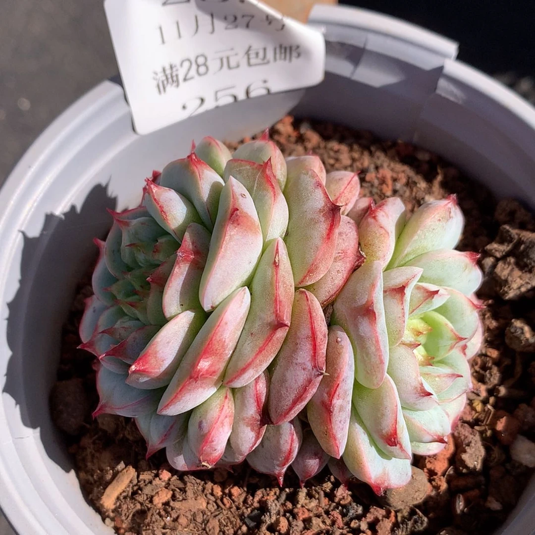 【闪购商品】云256号