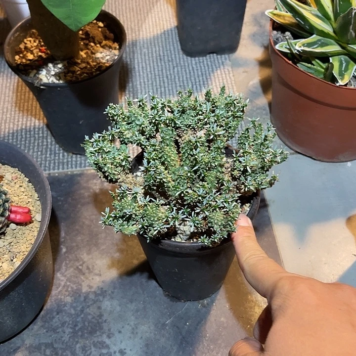 无花朵蜘蛛丸大群