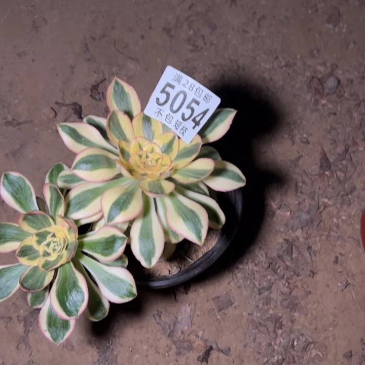 燕姿锦多肉植物法师5054