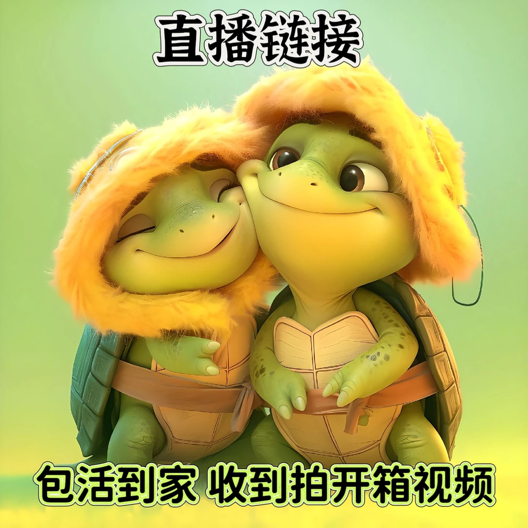 家养龟150-300【直播选龟下单备注序号】深水龟推荐