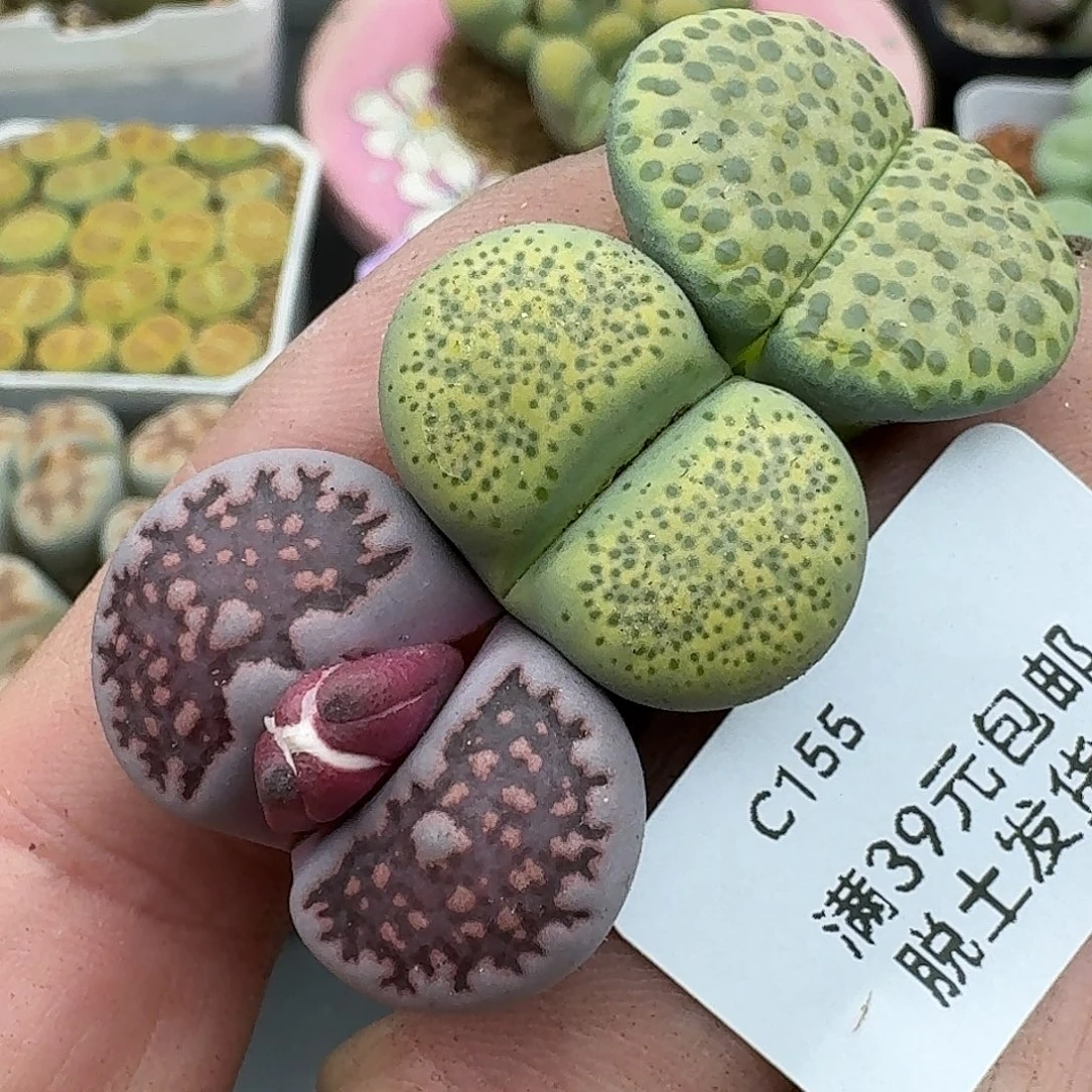 155多肉哈哈哈哈哈哈哈