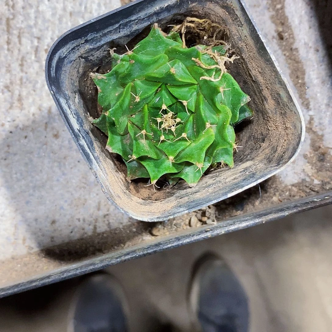 w***t无花朵迪冠11111111111个