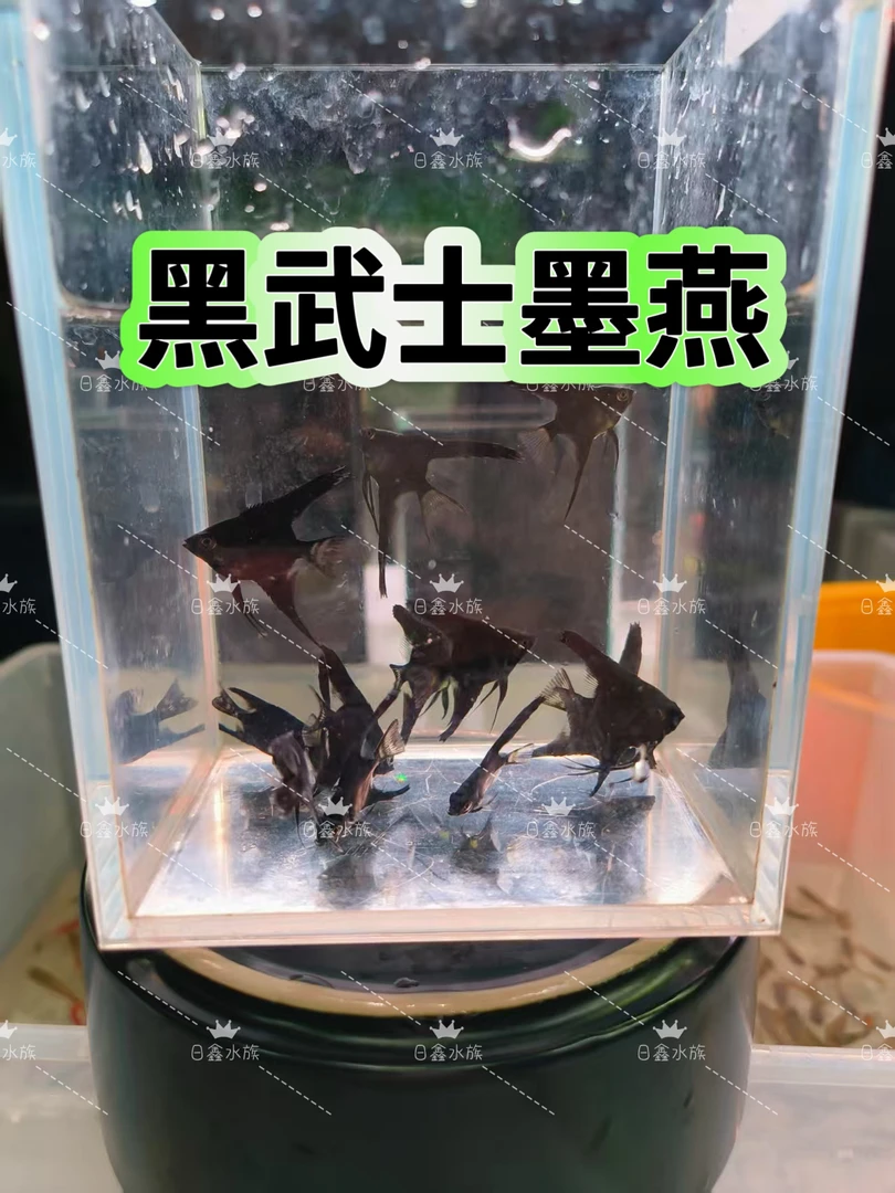 黑武士燕鱼墨燕墨黑宽鳍拉丝燕尾热带鱼神仙淡水观赏鱼秘鲁小型